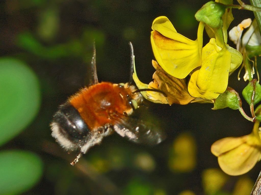 maschio di Habropoda tarsata
